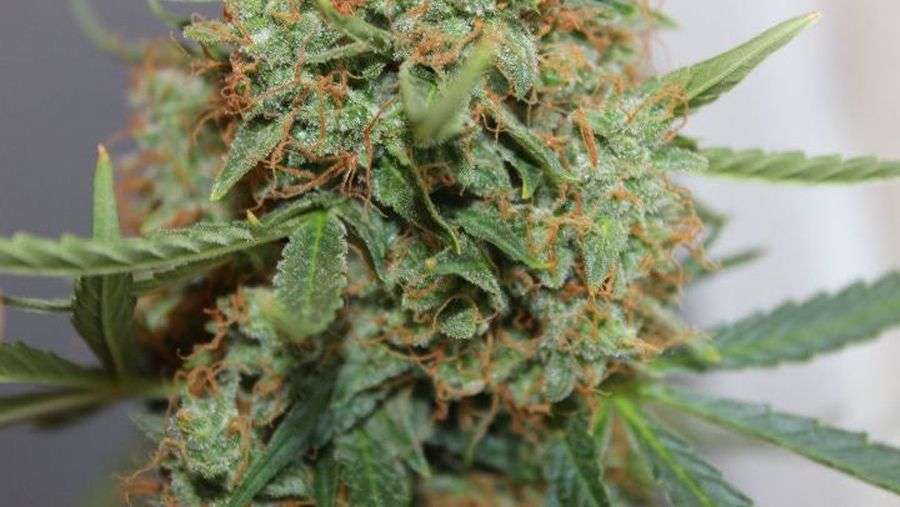 Nirvana Seeds - Short Rider Auto (auto/fem.)