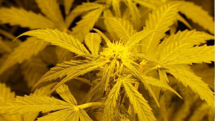 Nirvana Seeds - Short Rider Auto (auto/fem.)