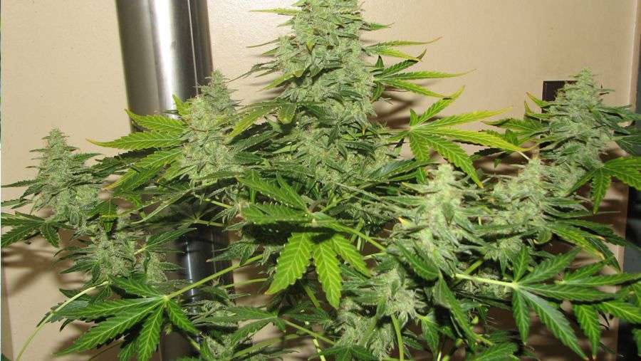 Nirvana Seeds - Short Rider Auto (auto/fem.)