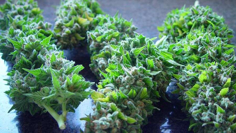 Nirvana Seeds - Short Rider Auto (auto/fem.)