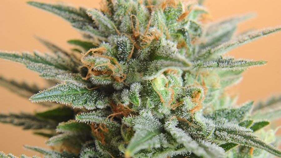 Nirvana Seeds - Papaya (fem.)