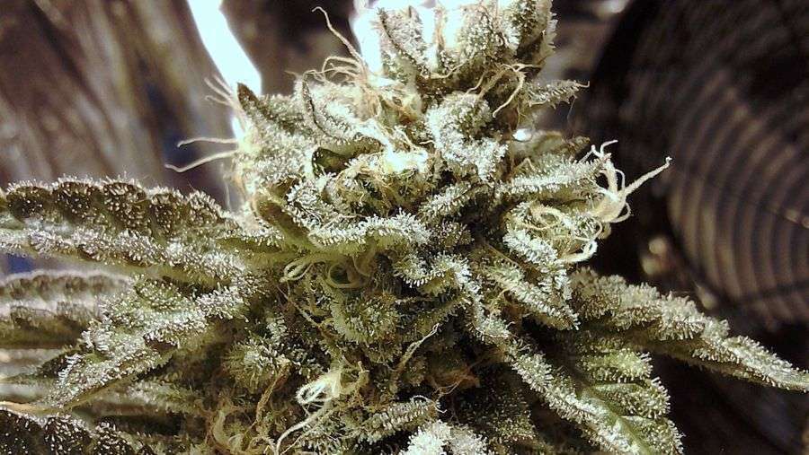 Nirvana Seeds - Aurora Indica (fem.)