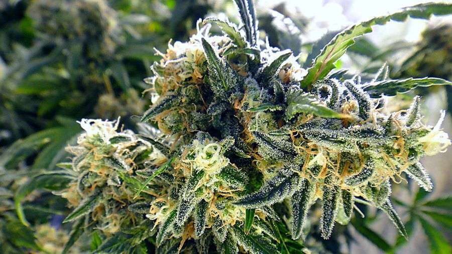 Nirvana Seeds - Aurora Indica (fem.)