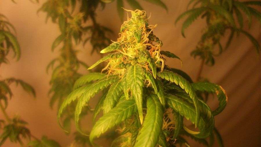 Nirvana Seeds - Aurora Indica (fem.)