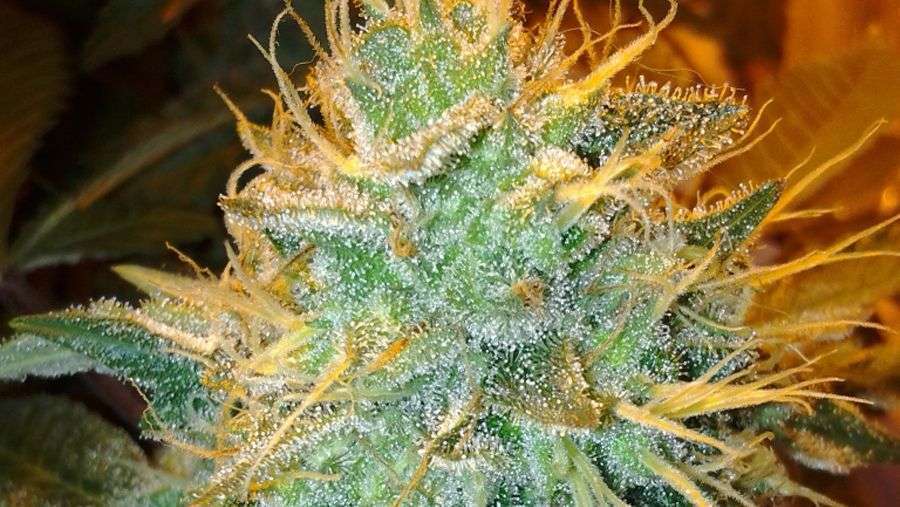 Nirvana Seeds - Aurora Indica (fem.)