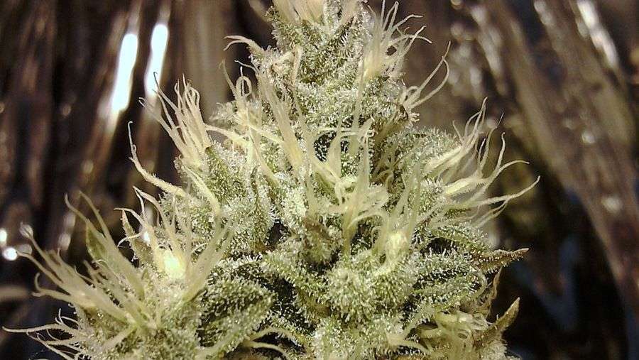 Nirvana Seeds - Aurora Indica (fem.)