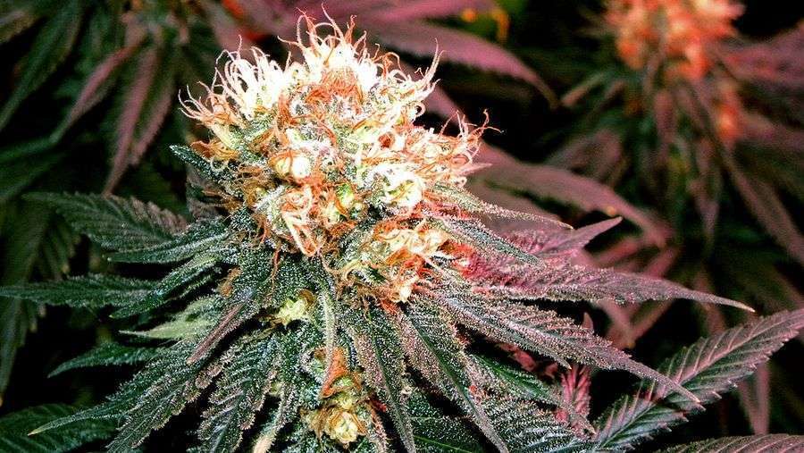 Nirvana Seeds - Blackberry (fem.)