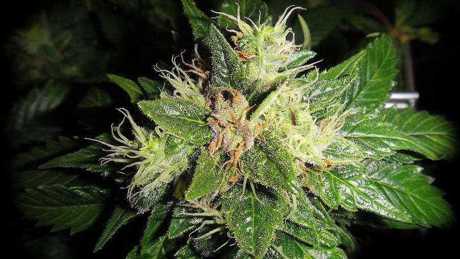 Nirvana Seeds - Blackberry (fem.)