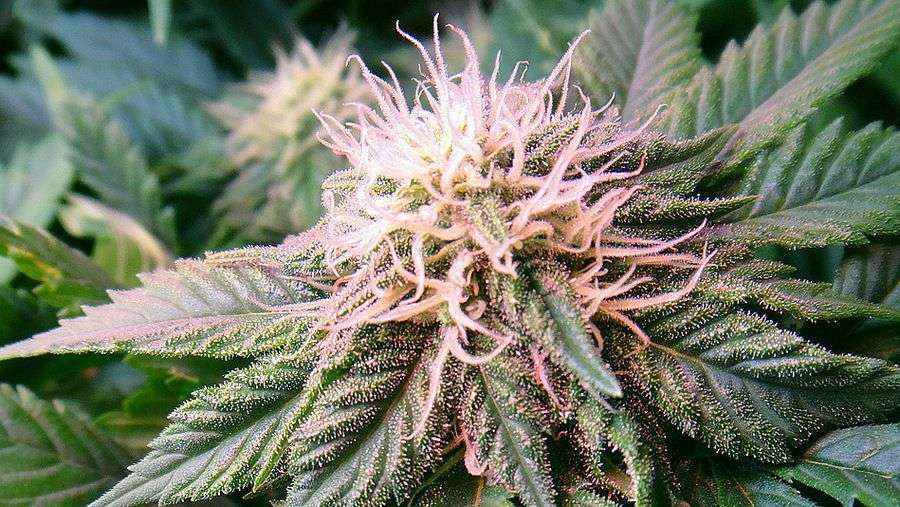 Nirvana Seeds - Blackberry (fem.)