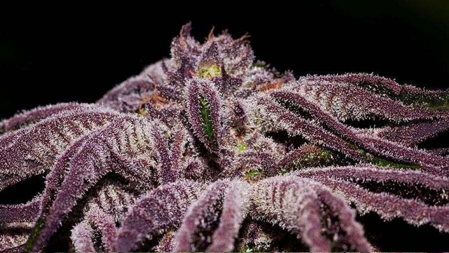 Nirvana Seeds - Blackberry (fem.)