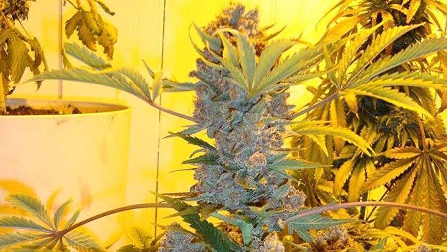 Nirvana Seeds - Bubblelicious (fem.)
