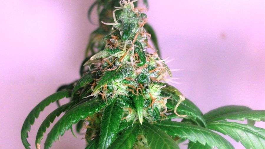 Nirvana Seeds - Chrystal (fem.)