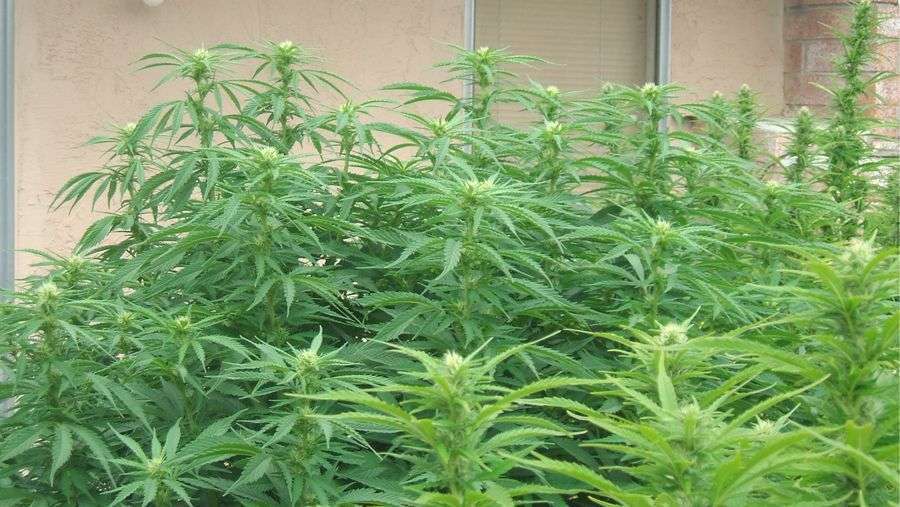 Nirvana Seeds - Chrystal (fem.)