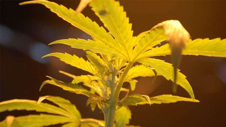 Nirvana Seeds - Chrystal (fem.)