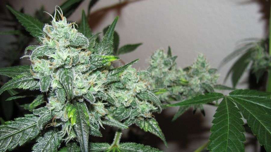 Nirvana Seeds - Ice (fem.)