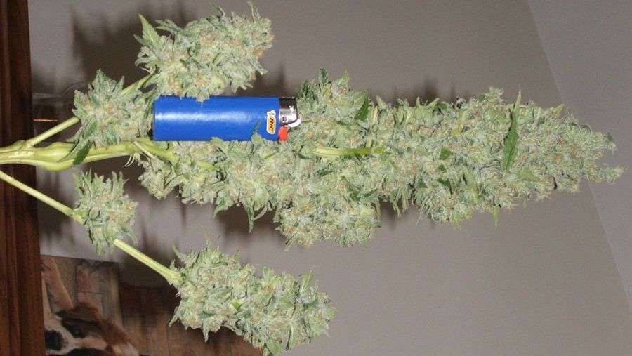 Nirvana Seeds - Ice (fem.)