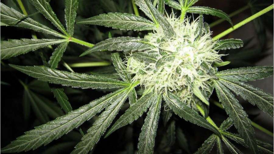 Nirvana Seeds - Ice (fem.)