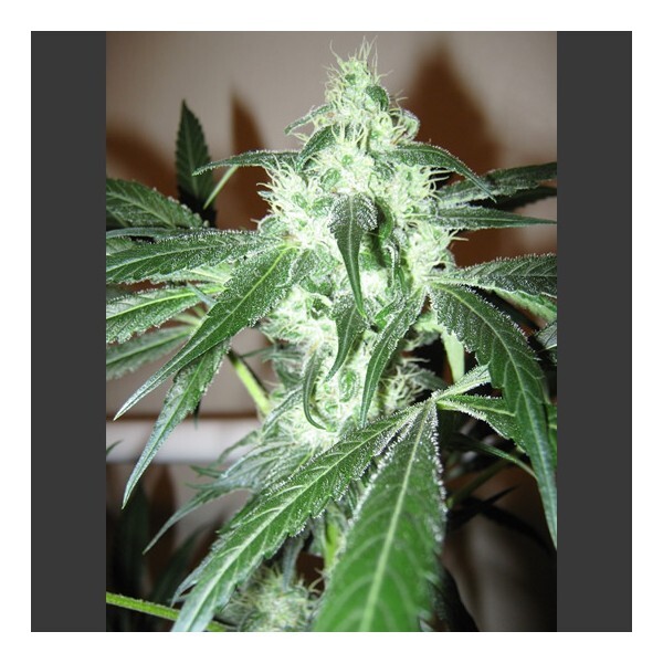 Nirvana Seeds - Ice (fem.)