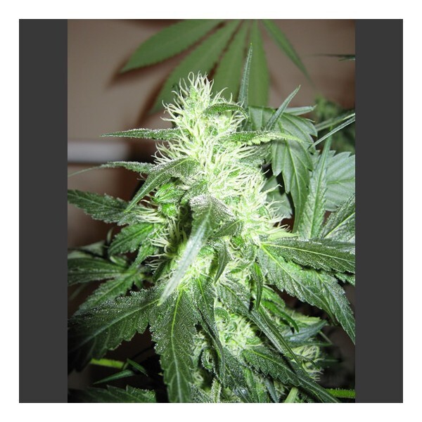 Nirvana Seeds - Ice (fem.)