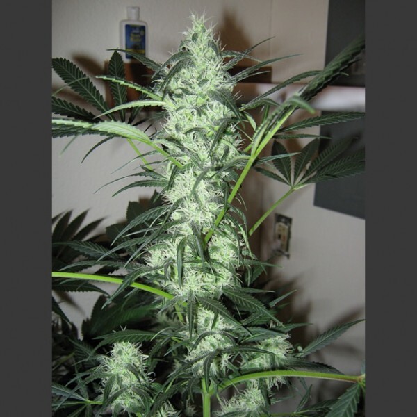 Nirvana Seeds - Ice (fem.)