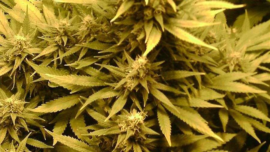 Nirvana Seeds - Ice (fem.)