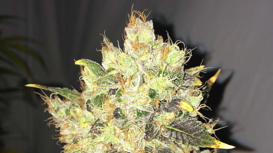 Nirvana Seeds - Supreme CBD Durban (fem.)