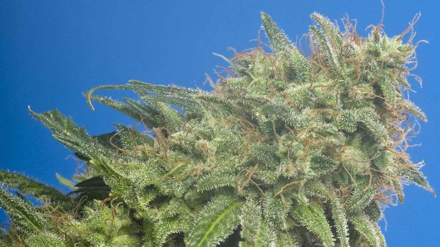 Nirvana Seeds - Swiss Cheese (fem.)