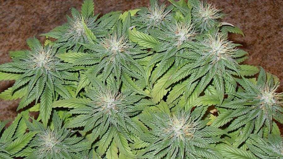 Nirvana Seeds - Swiss Cheese (fem.)