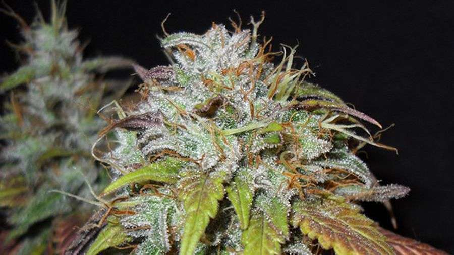 Nirvana Seeds - Swiss Cheese (fem.)