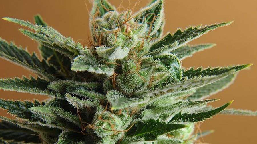 Nirvana Seeds - Snow White (fem.)