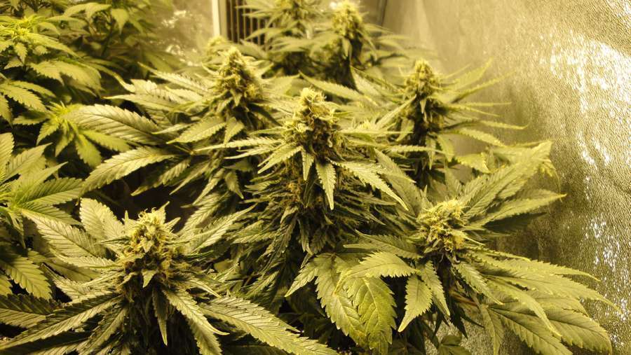 Nirvana Seeds - Snow White (fem.)