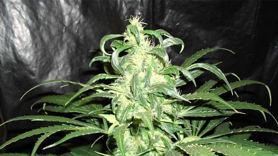 Nirvana Seeds - Snow White (fem.)