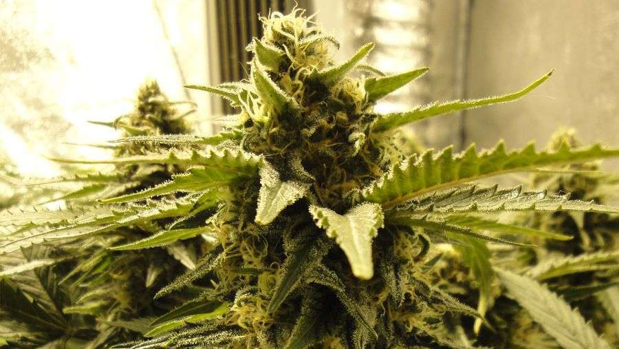 Nirvana Seeds - Snow White (fem.)