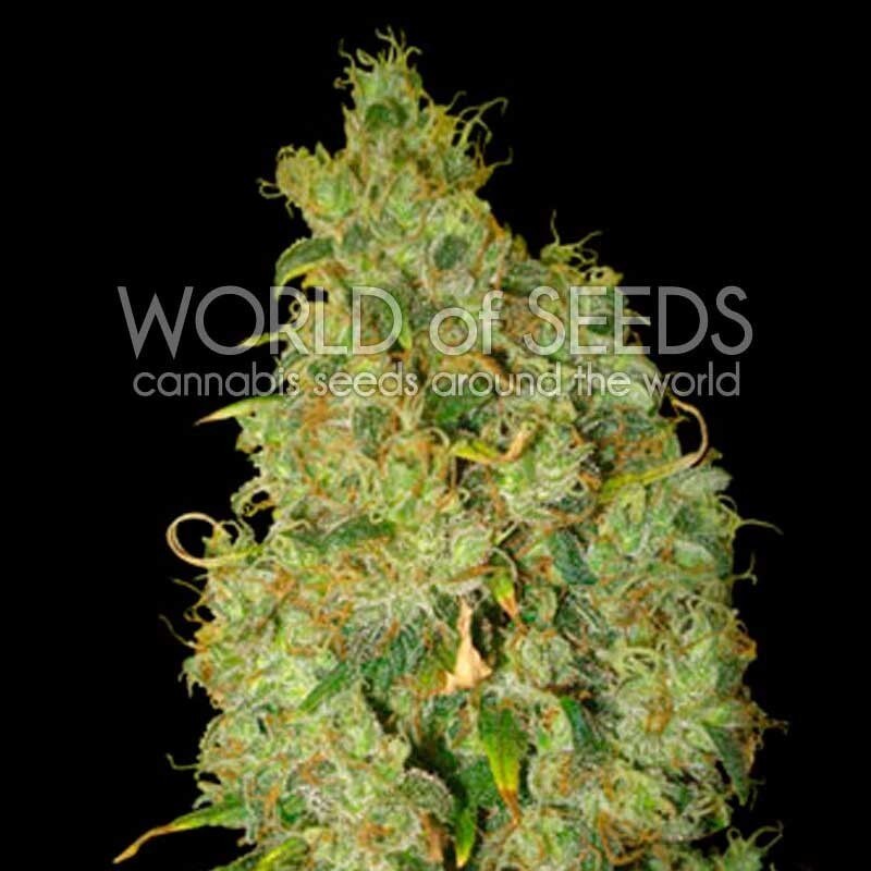 World Of Seeds - Northern Light x Skunk (fem.)