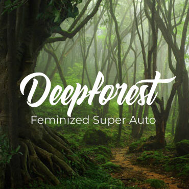 Doctor's Choice - Deepforest Super Auto (auto/fem.)
