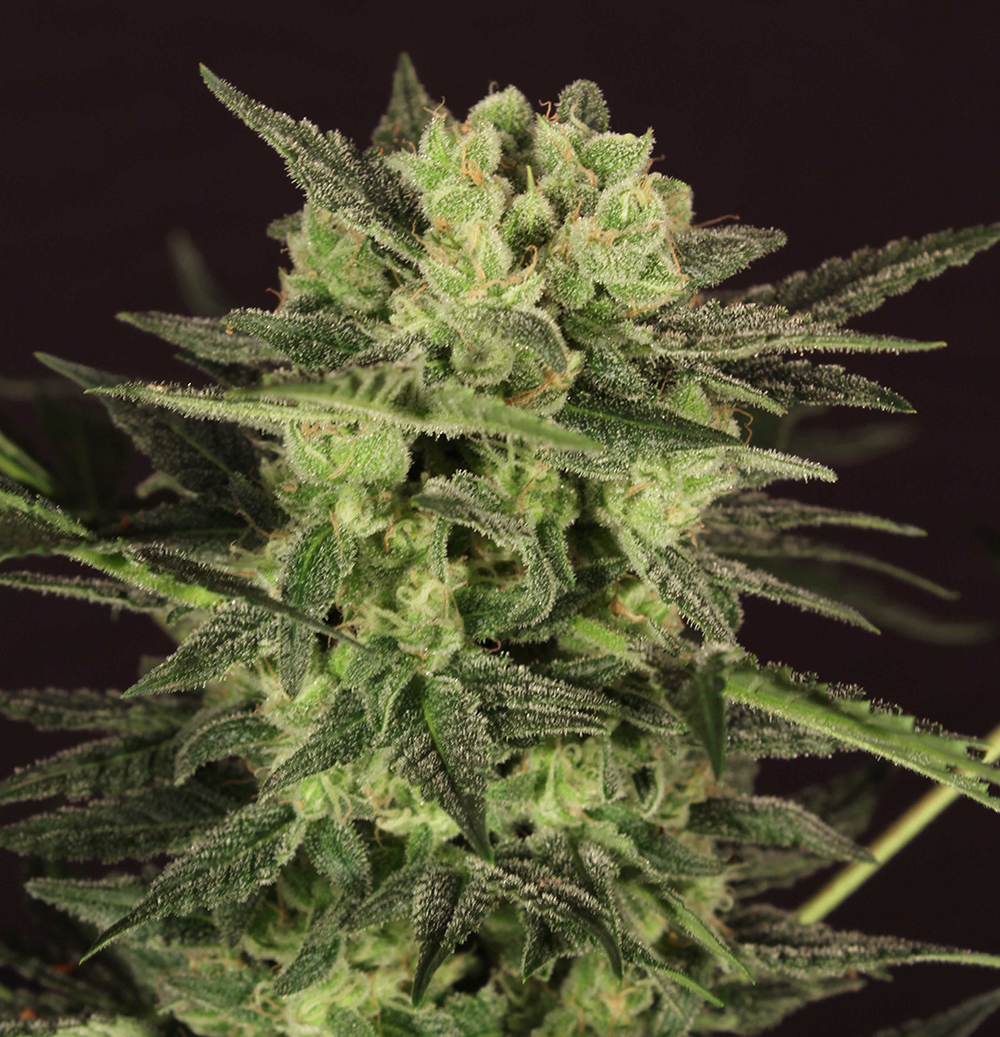 T.H. Seeds - Auto Mk-Ultra Kush (auto/fem.)