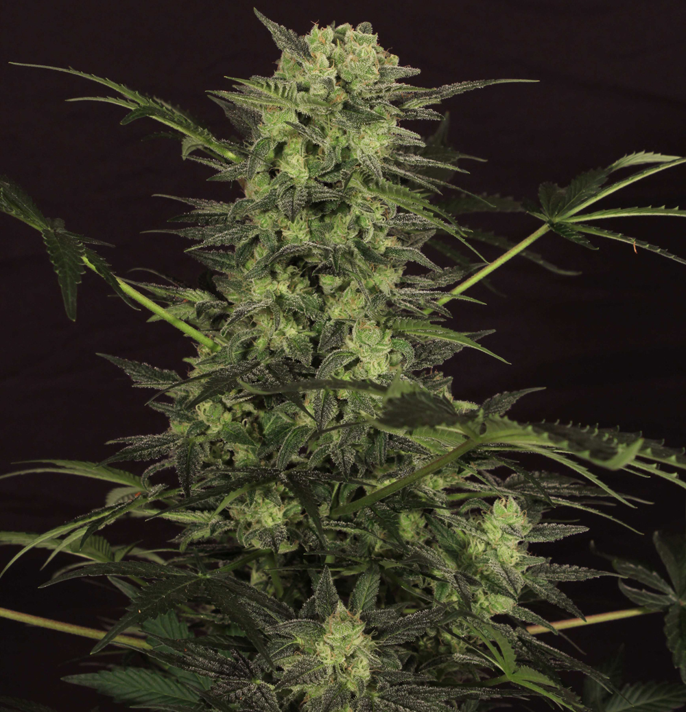 T.H. Seeds - Auto Mk-Ultra Kush (auto/fem.)
