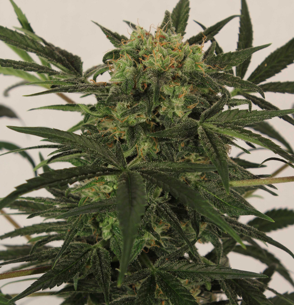 T.H. Seeds - Auto Mk-Ultra Kush (auto/fem.)