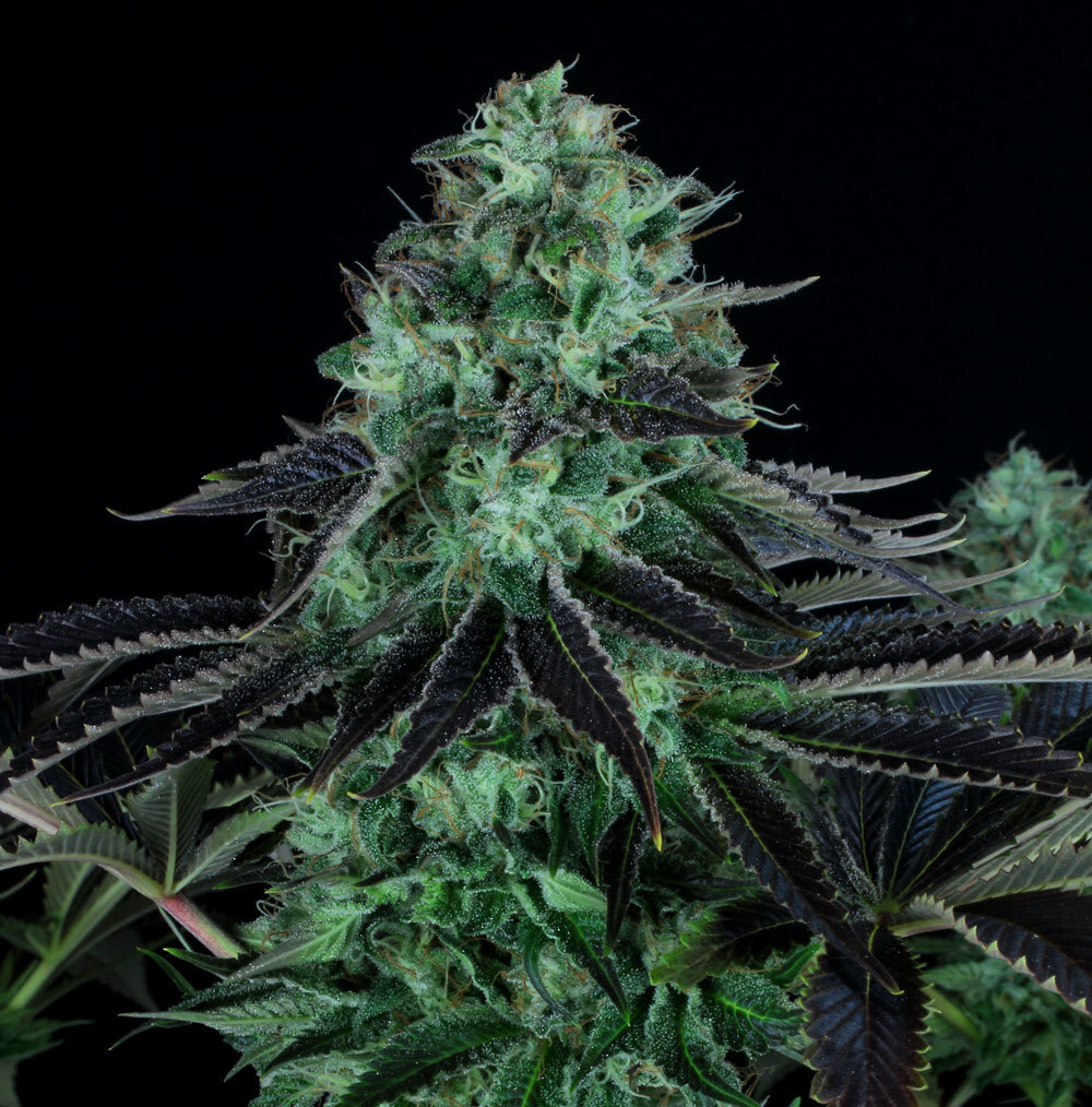 T.H. Seeds - Darkstar Kush (fem.)