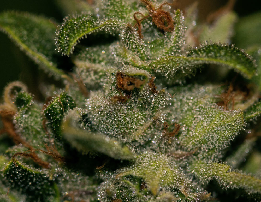 T.H. Seeds - Darkstar Kush (fem.)