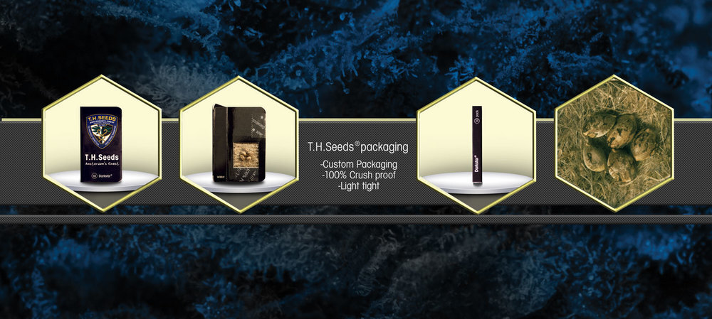 T.H. Seeds - Darkstar Kush (fem.)