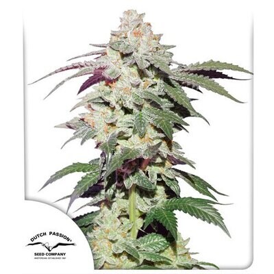Dutch Passion - Skywalker Haze (fem.) 07967