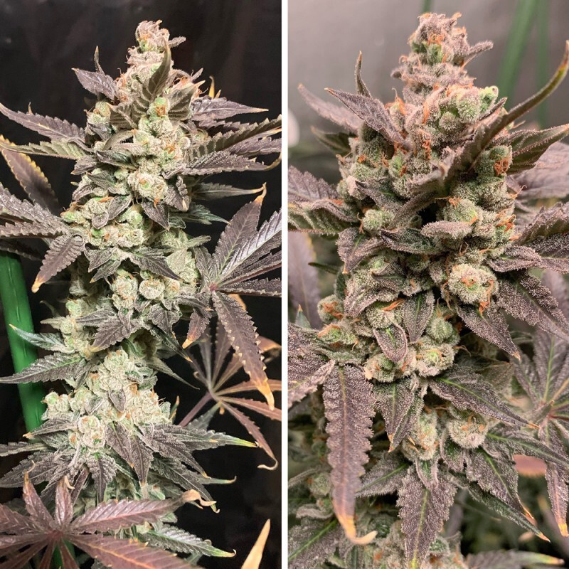 Dutch Passion - Skywalker Haze (fem.)