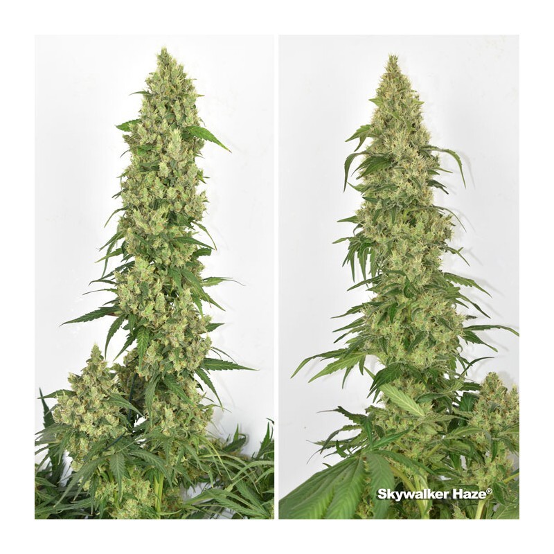 Dutch Passion - Skywalker Haze (fem.)
