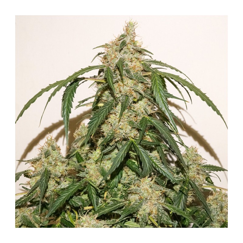 Dutch Passion - Auto Skywalker Haze (auto/fem.)