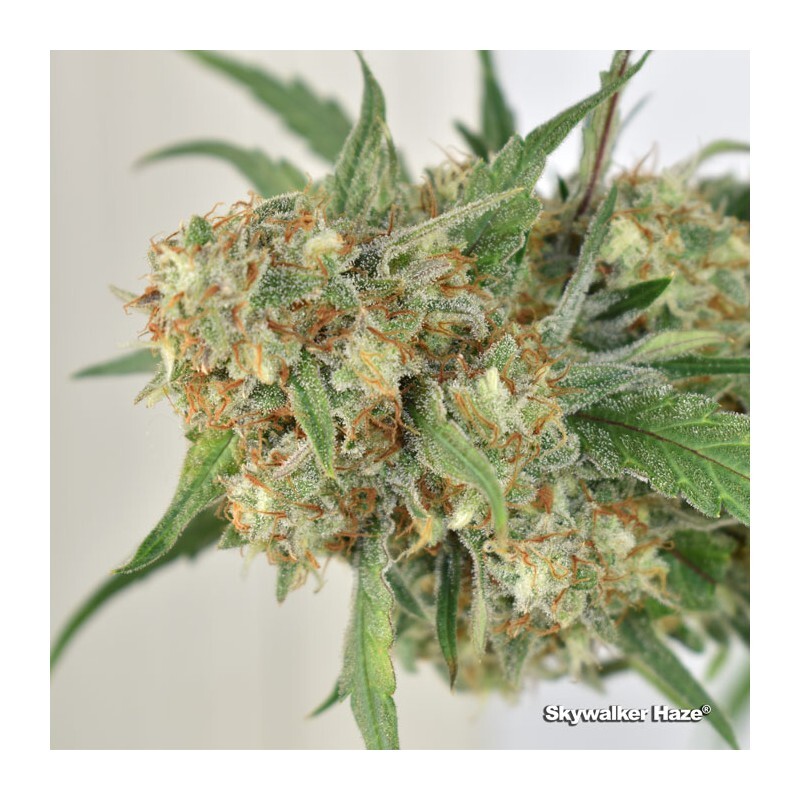 Dutch Passion - Skywalker Haze (fem.)