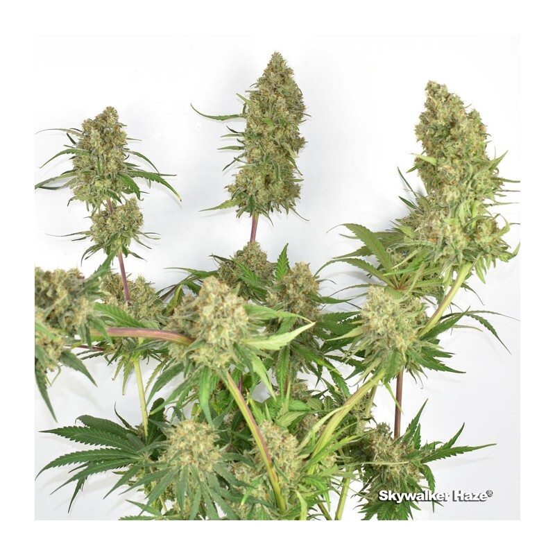 Dutch Passion - Skywalker Haze (fem.)