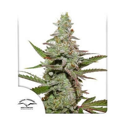 Dutch Passion - Amsterdam Amnesia (fem.) 07968