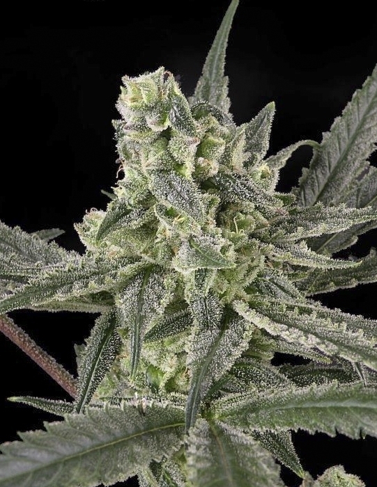 Ripper Seeds - Old School (fem.)