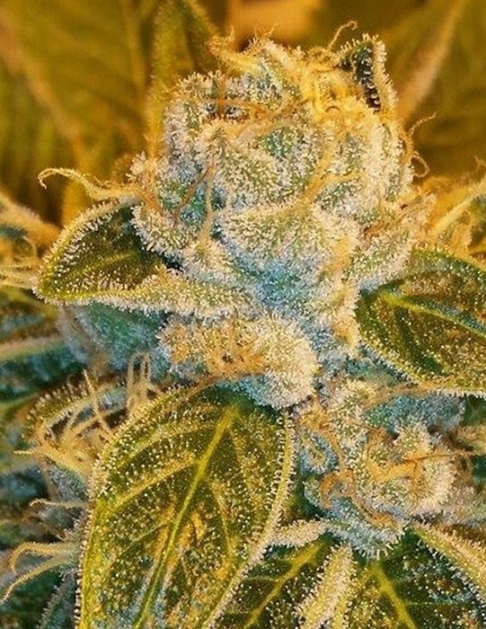 Ripper Seeds - Sour Ripper (fem.)